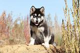 ALASKAN MALAMUTE 040